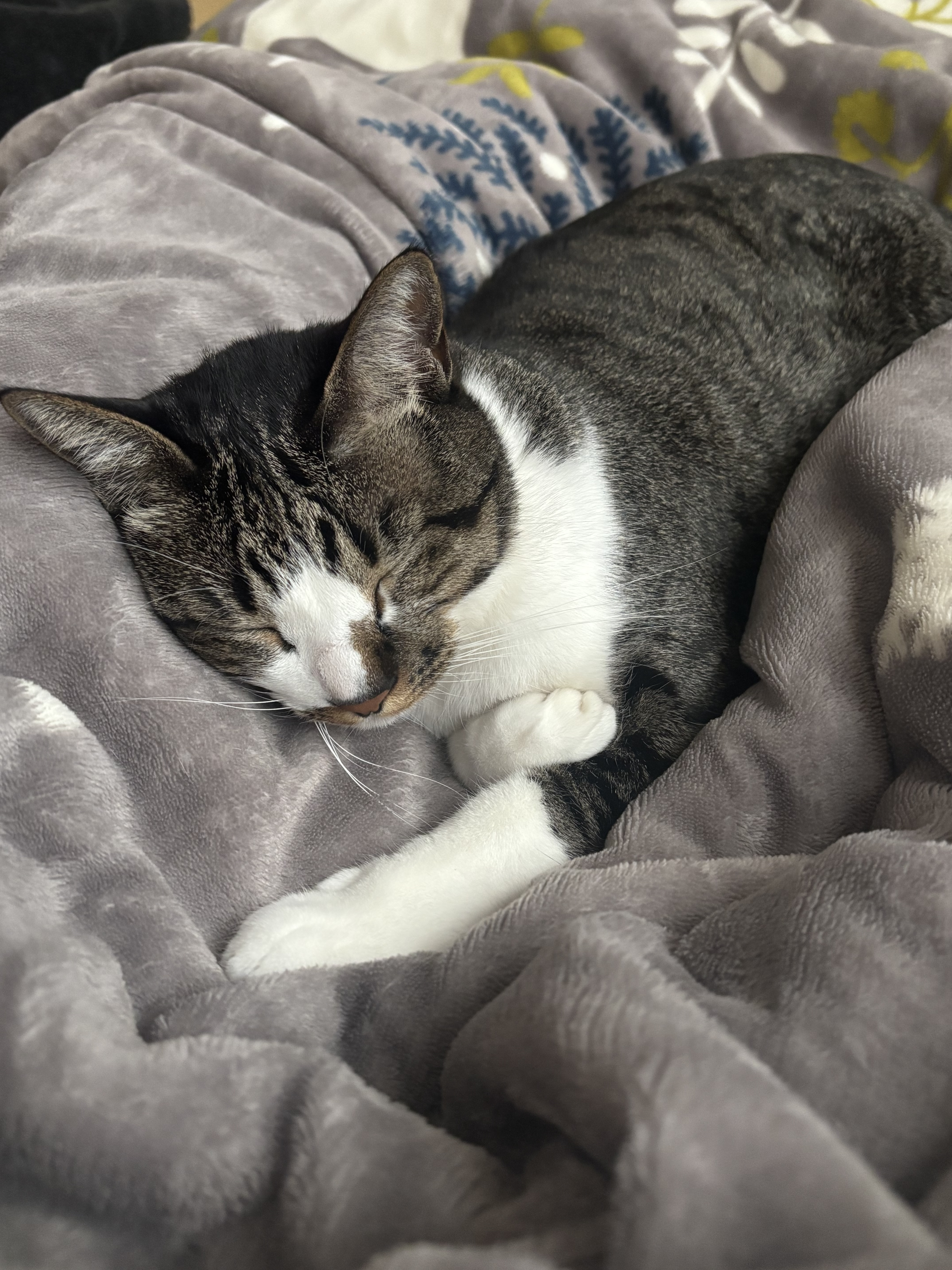 布団の上で眠る猫